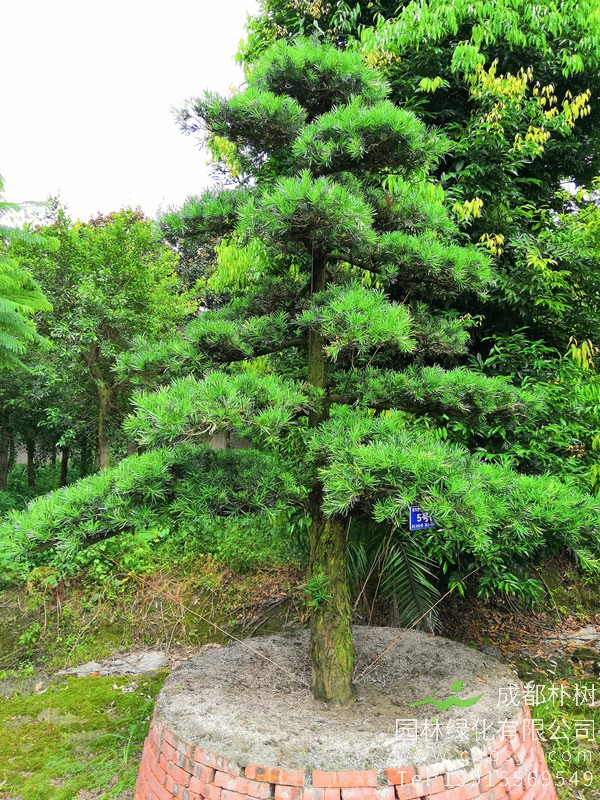 银杉图片大全，银杉图片和罗汉松图片欣赏